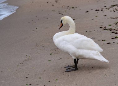 The mute swan Cygnus olor -  an adult swan with a red beak stands near the water on the shore of the Black Sea clipart