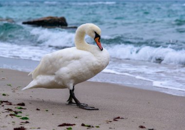 The mute swan Cygnus olor - an adult swan with a red beak walks on the sand near the edge of the Black Sea  clipart