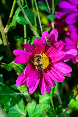 Batman hoverfly - Myathropa florea,  flower fly hoverfly collects nectar on autumn flowers Chrysanthemum in the garden clipart