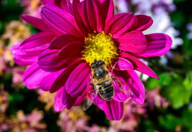 Batman hoverfly - Myathropa florea,  flower fly hoverfly collects nectar on autumn flowers Chrysanthemum in the garden clipart