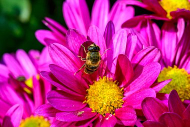 Batman hoverfly - Myathropa florea, çiçek sineği sonbahar çiçeklerinde nektar toplar bahçede kasımpatı toplar