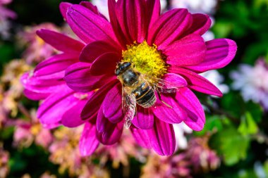 Batman hoverfly - Myathropa florea,  flower fly hoverfly collects nectar on autumn flowers Chrysanthemum in the garden clipart