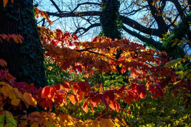 Sun rays among the leaves Parrotia persica - tree branch in autumn with beautiful red-yellow leaves, Ukraine clipart