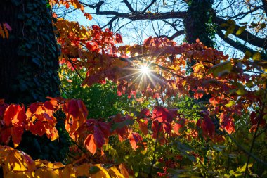 Sun rays among the leaves Parrotia persica - tree branch in autumn with beautiful red-yellow leaves, Ukraine clipart