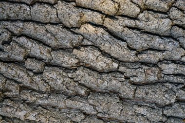 Cracked brown bark of an old oak tree in the garden, Ukraine clipart