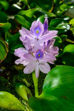 Purple inflorescences of an aquatic invasive plant, Water hyacinths Eichhornia azurea, five-petaled asymmetrical flowers clipart