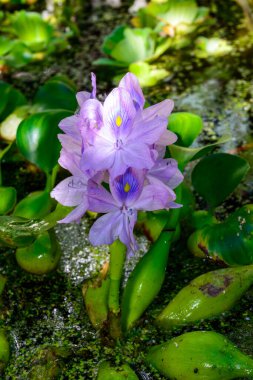 Purple inflorescences of an aquatic invasive plant, Water hyacinths Eichhornia azurea, five-petaled asymmetrical flowers clipart