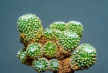 Mammillaria luethyi - dikensiz bir kaktüs koleksiyonu, Ukrayna