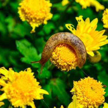Bir sümüklü böcek, Ukrayna 'nın bahçesinde sarı bir kasımpatının yapraklarını yer.