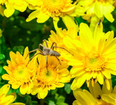 The nursery web spider Pisaura mirabilis - brown spider waits for its prey on yellow aster flowers in the garden clipart