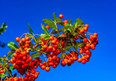 Pyracantha sp. - ornamental plant with red - yellow fruits with seeds against blue sky in garden clipart