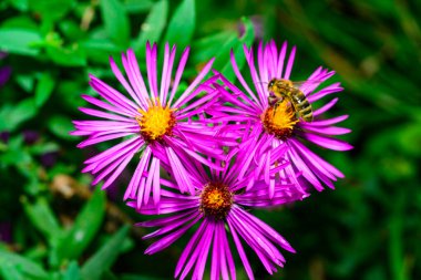 Honeybee collects nectar and pollen on red flowers with yellow stamens Aster in autumn in the garden, Ukraine clipart