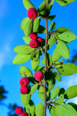 Red fruits on a bush Cotoneaster -Angiosperms, Rosaceae, Malinae,  branch with red fruits against blue sky in autumn in the garden, Ukraine clipart