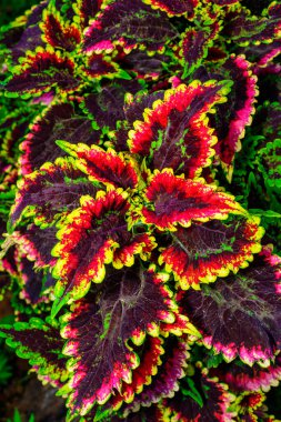Coleus sp. Ukrayna 'da botanik bahçesinde parlak yaprakları olan bir grup bitki.