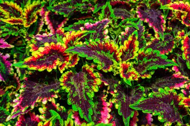 Coleus sp. Ukrayna 'da botanik bahçesinde parlak yaprakları olan bir grup bitki.