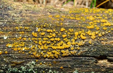 Dacrymyce 'lar. Ukrayna 'da çürümüş eski bir ağaç gövdesinin yüzeyinde ahşap çürüyen saprofik mantarlar.