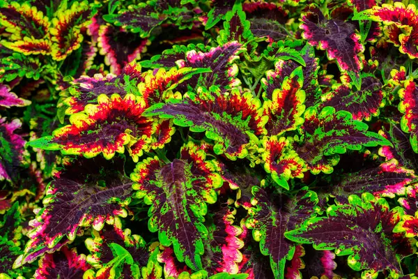 Coleus sp. Ukrayna 'da botanik bahçesinde parlak yaprakları olan bir grup bitki.