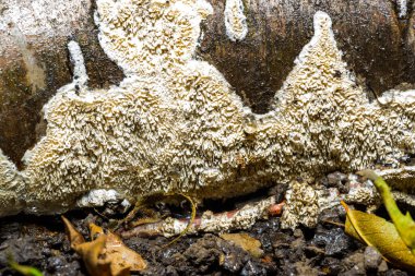 Postia rennyi  - a thin layer of white fungus on the trunk of an old cherry, destroying the wood, Ukraine clipart