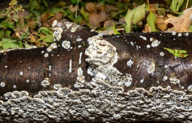 Postia rennyi  - a thin layer of white fungus on the trunk of an old cherry, destroying the wood, Ukraine clipart