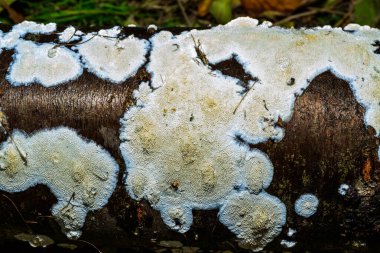 Postia rennyi  - a thin layer of white fungus on the trunk of an old cherry, destroying the wood, Ukraine clipart