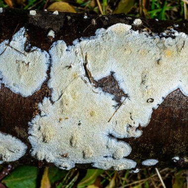 Postia Rennyi. Eski bir kirazın gövdesindeki ince bir beyaz mantar tabakası. Ukrayna tahtasını tahrip ediyor.