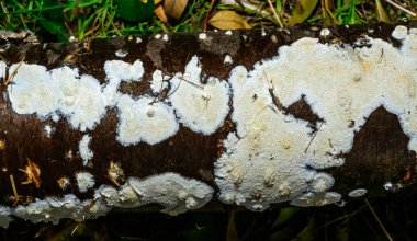 Postia rennyi  - a thin layer of white fungus on the trunk of an old cherry, destroying the wood, Ukraine clipart