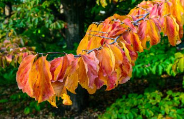 Parrotia persica - a branch of a tree in autumn with beautiful red-yellow leaves on a background of a blue sky clipart