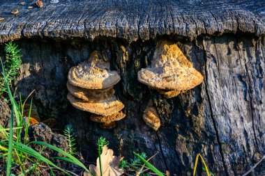 Phellinus robustus - saprophytic wood fungus on an old oak tree stump in a garden clipart