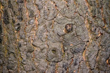 Yaşlı bir ağacın gövdesinde, ağaç kabuğunun dokusunda fazla büyümüş bir dal kesiği.