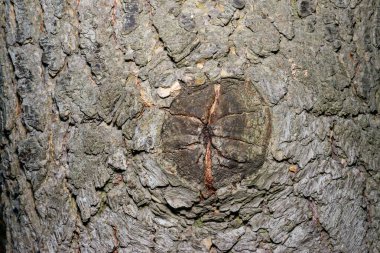 Yaşlı bir ağacın gövdesinde, ağaç kabuğunun dokusunda fazla büyümüş bir dal kesiği.