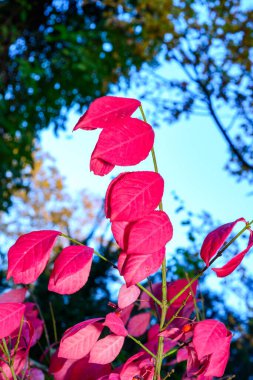 Winged Burning Bush Euonymus alatus - View of a tree branch with bright red leaves in autumn in the garden, Ukraine clipart