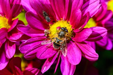 Batman hoverfly - Myathropa florea,  flower fly hoverfly collects nectar on autumn flowers Chrysanthemum  clipart