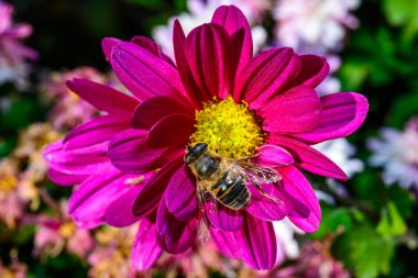 Batman hoverfly - Myathropa florea,  flower fly hoverfly collects nectar on autumn flowers Chrysanthemum  clipart