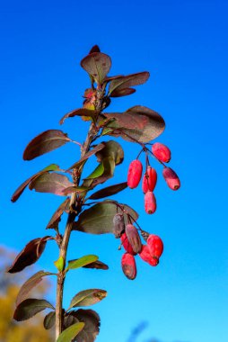 Barberry twig with pitted fruits against the sky in the garden in autumn, Ukraine clipart