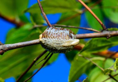 Hierodula transcaucasica - ootheca, a cocoon with eggs of an invasive mantis in Ukraine attached to a twig against the background of leaves clipart