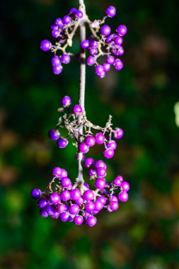 Beautyberry Callicarpa dichotoma - purple fruits on an ornamental shrub in autumn in a park in Odessa clipart