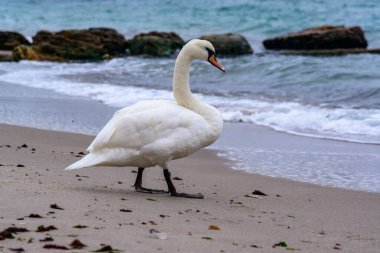 Sessiz kuğu Cygnus rengi, yetişkin kuş Karadeniz 'in kumlu sahillerinde dinleniyor.