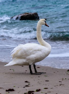 The mute swan Cygnus olor, adult bird resting on sandy shore of Black sea clipart