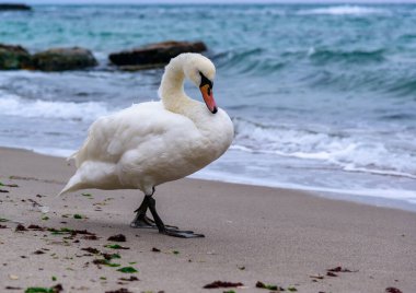 Sessiz kuğu Cygnus renginde, yetişkin kuş yavaşça Karadeniz 'in kumlu kıyılarında yürüyor.