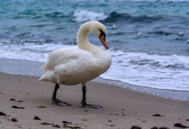 Sessiz kuğu Cygnus renginde, yetişkin kuş yavaşça Karadeniz 'in kumlu kıyılarında yürüyor.