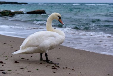 Sessiz kuğu Cygnus rengi, yetişkin kuş Karadeniz 'in kumlu sahillerinde dinleniyor.