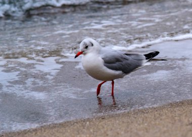 Siyah başlı martı Larus ridibundus, kuşlar kıyıda dinleniyor ve kumlu sahilde yürüyorlar, Karadeniz 'de