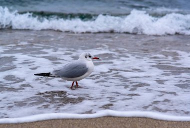 Siyah başlı martı Larus ridibundus, kuşlar kıyıda dinleniyor ve kumlu sahilde yürüyorlar, Karadeniz 'de