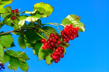 Guelder gülü Viburnum opulus - Odessa 'daki bahçede mavi gökyüzüne karşı yenebilir kırmızı dutlar