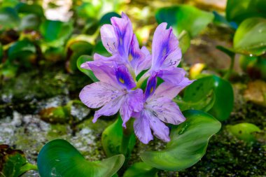 Bir su istilacı bitkinin mor infloresanları, su sümbülleri Eichhornia azürea, beş yapraklı asimetrik çiçekler, Ukrayna