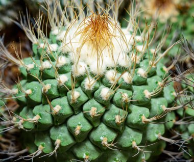 Strombocactus disciformis - endangered rare cactus species in a botanical collection clipart