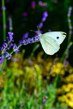 Cabbage white Pieris rapae - a white butterfly collects nectar on purple flowers in the garden, Ukraine clipart