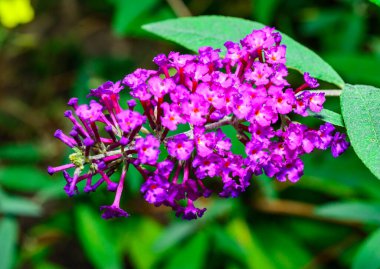 Buddleia davidii - inflorescence with red flowers against the sky in autumn in the garden clipart