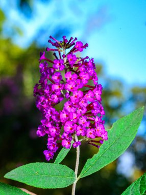 Buddleia Daviddii - Sonbaharda bahçede gökyüzüne karşı kırmızı çiçeklerle dolunay