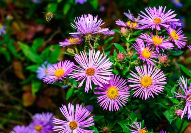 Sonbaharda Aster, Ukrayna 'da sarı keklerle kırmızı çiçekler.